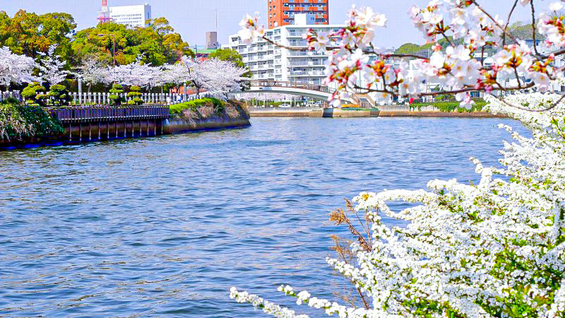 白鳥橋付近から御陵橋を望む